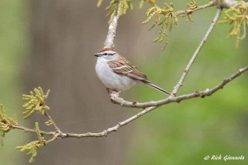 Chipping Sparrow