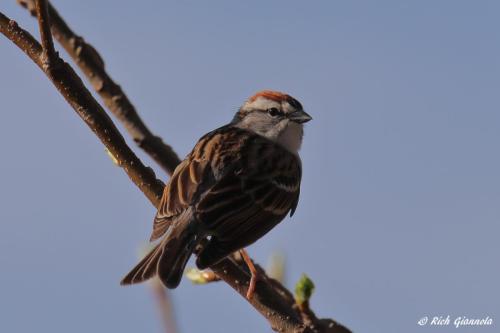 Chipping Sparrow