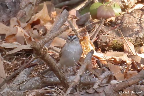 Chipping Sparrow