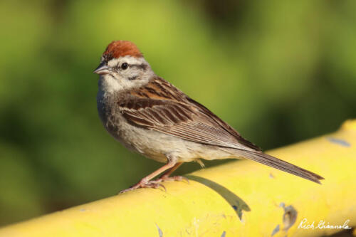 Chipping Sparrow resting on a gate