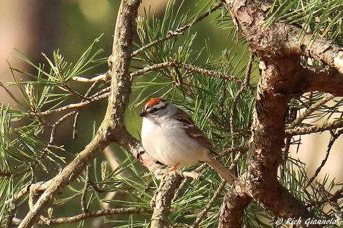 Chipping Sparrow