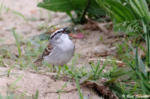 Chipping Sparrow