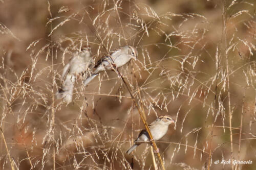 An active group of Chipping Sparrows