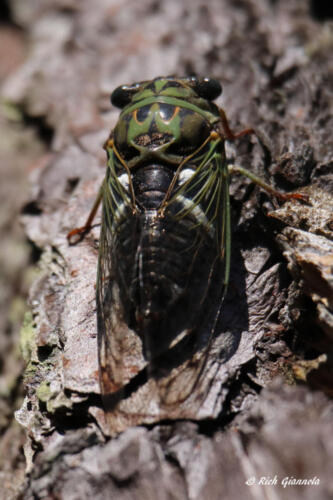 Cicada