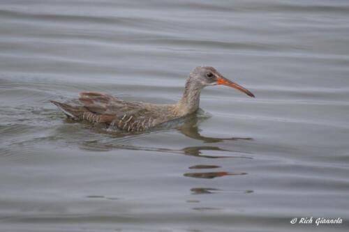 Clapper Rail swimming