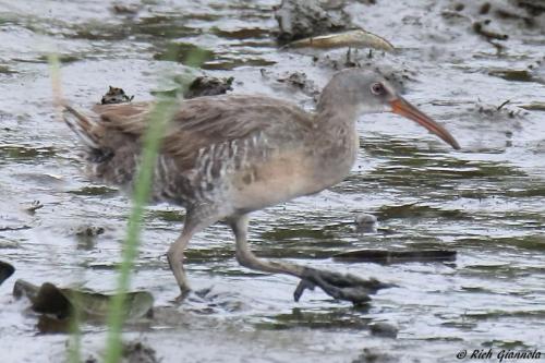 Clapper Rail