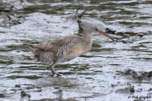 Clapper Rail