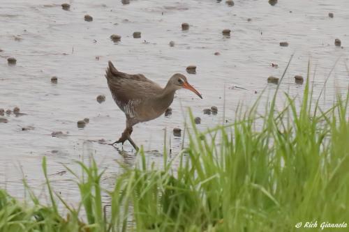 Clapper Rail