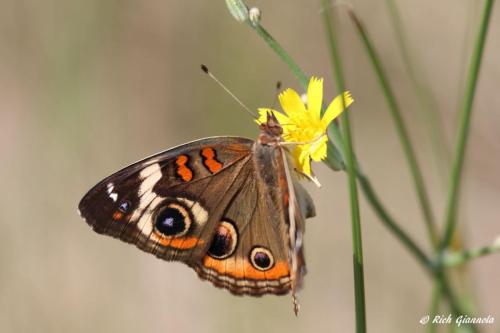 Common Buckeye Butterfly