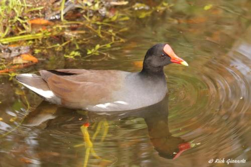 Common Gallinule