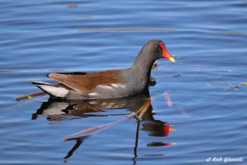 Common Gallinule