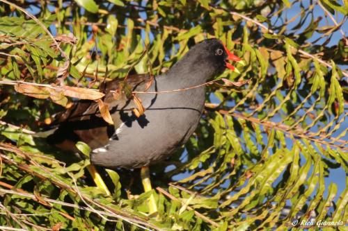 Common Gallinule