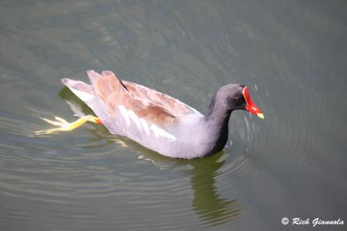 Common Gallinule