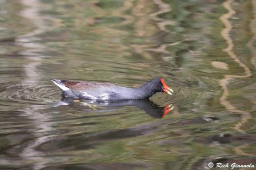 Common Gallinule