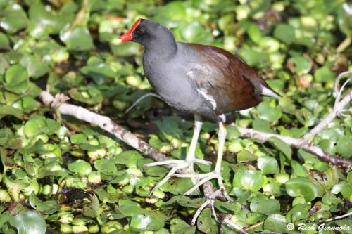 Common Gallinule