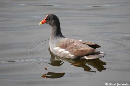 Common Gallinule