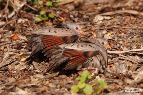 Common Ground-Dove