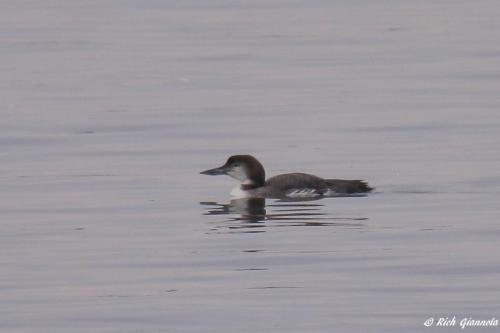 Common Loon