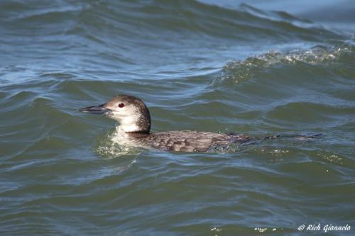 Common Loon