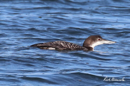 Common Loon keeping a low profile while swimming