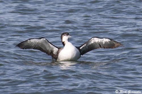 Common Loon