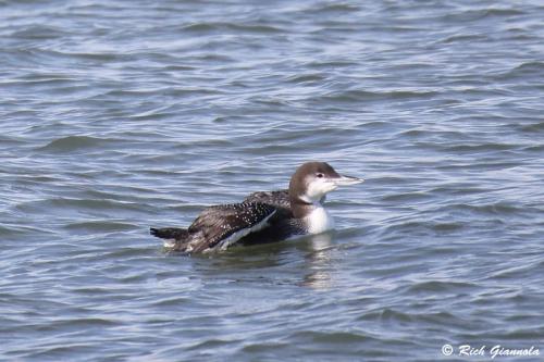 Common Loon