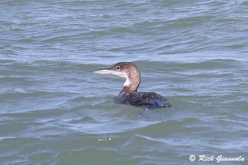 Common Loon