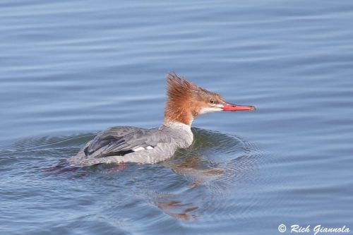Common Merganser