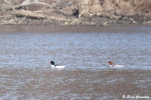 Common Merganser