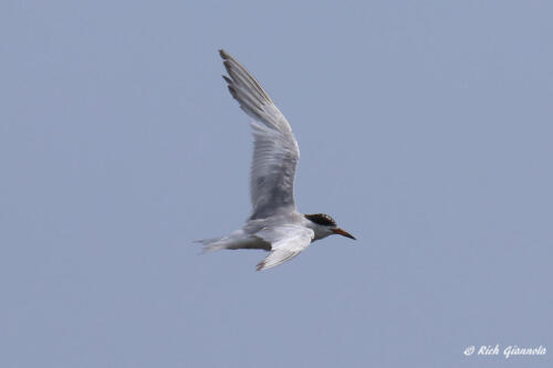 A Common Tern looking for a fish