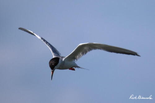 Common Tern