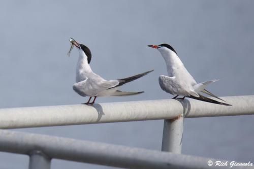 Common Terns