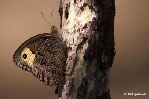 Common Wood-Nymph butterfly