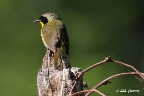 A Common Yellowthroat is just looking around