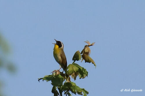 A singing Common Yellowthroat