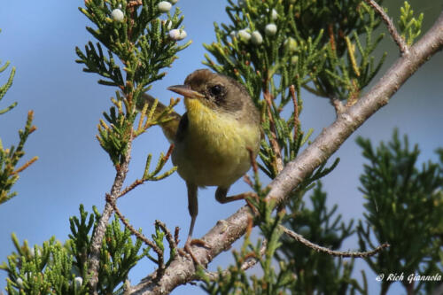 Female Common Yellowthroat