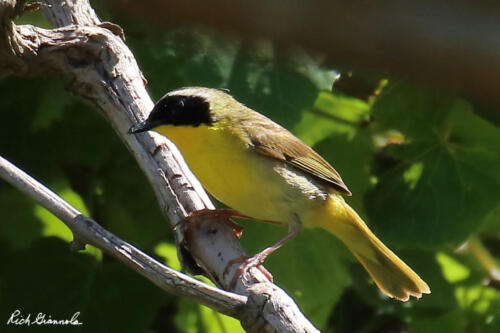 Common Yellowthroat posing in the sun