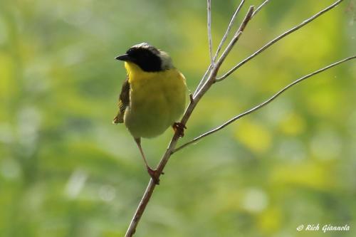 Common Yellowthroat