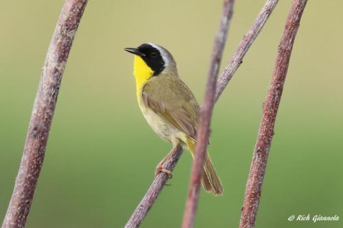 Common Yellowthroat