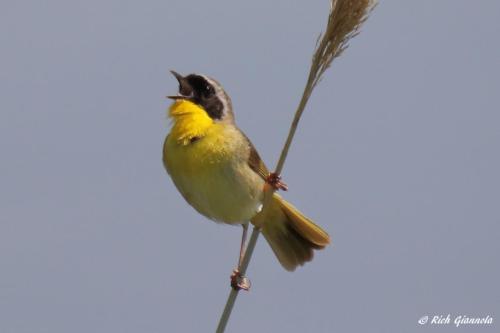 Common Yellowthroat