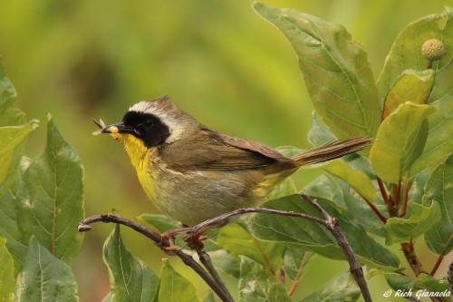 Common Yellowthroat