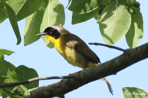 Common Yellowthroat resting up