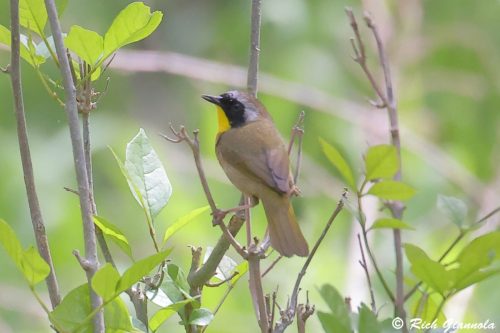 Common Yellowthroat