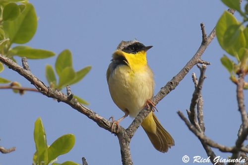 Common Yellowthroat