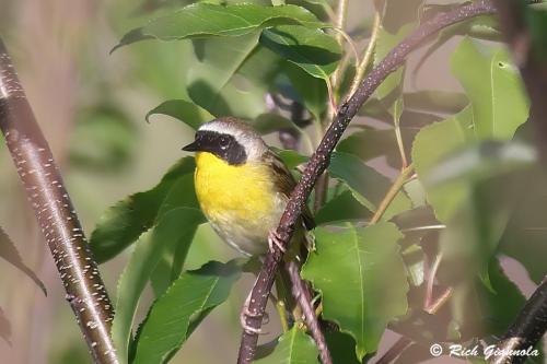 Common Yellowthroat