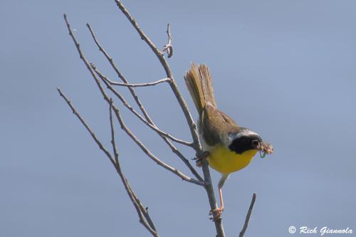 Common Yellowthroat