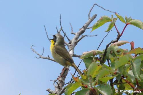 Common Yellowthroat