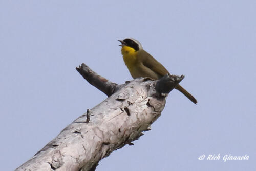 This Common Yellowthroat is loud and clear