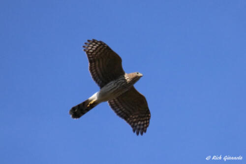 Cooper's Hawk overhead