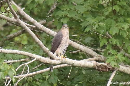 Cooper's Hawk